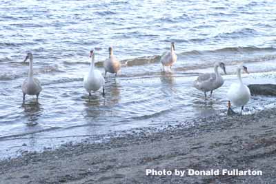 Swanning around